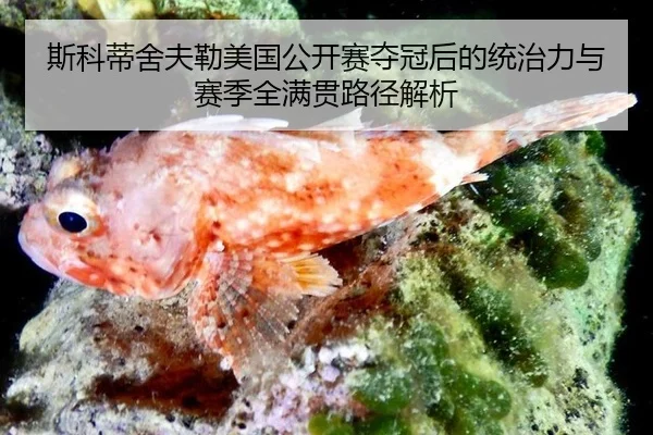 si-ke-di-she-fu-lei-mei-guo-gong-kai-sai-duo-guan-hou-de-tong-zhi-li-yu-sai-ji-quan-man-guan-lu-jing-jie-xi-3-958.jpg